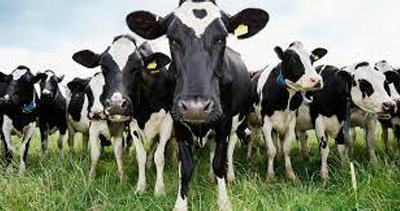You are currently viewing The Cattle Industry Doesn’t Have to Wait Decades to Reduce Green House Gas Emissions